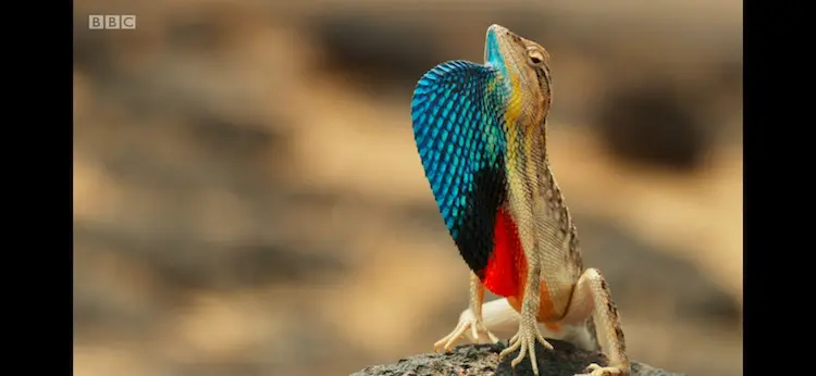 Superb large fan-throated lizard (Sarada superba) as shown in Seven Worlds, One Planet - Asia